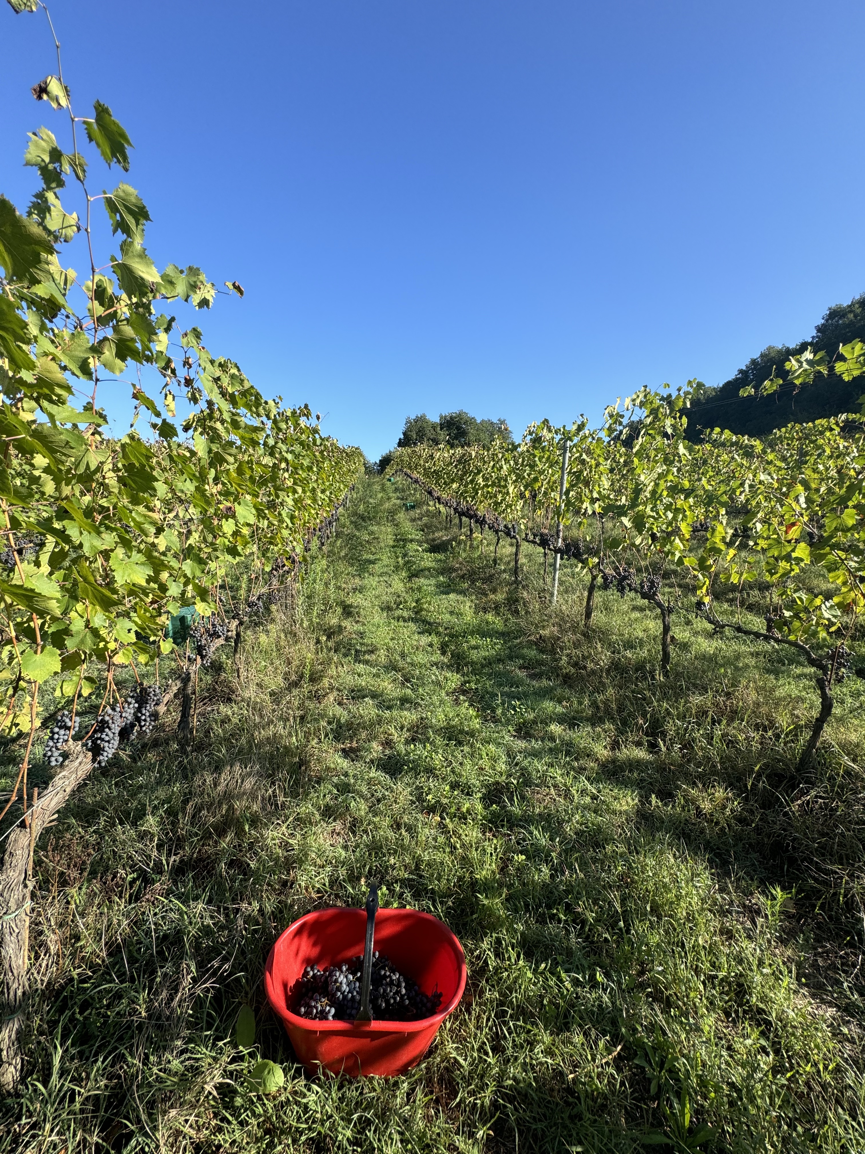 Row Of Grapes